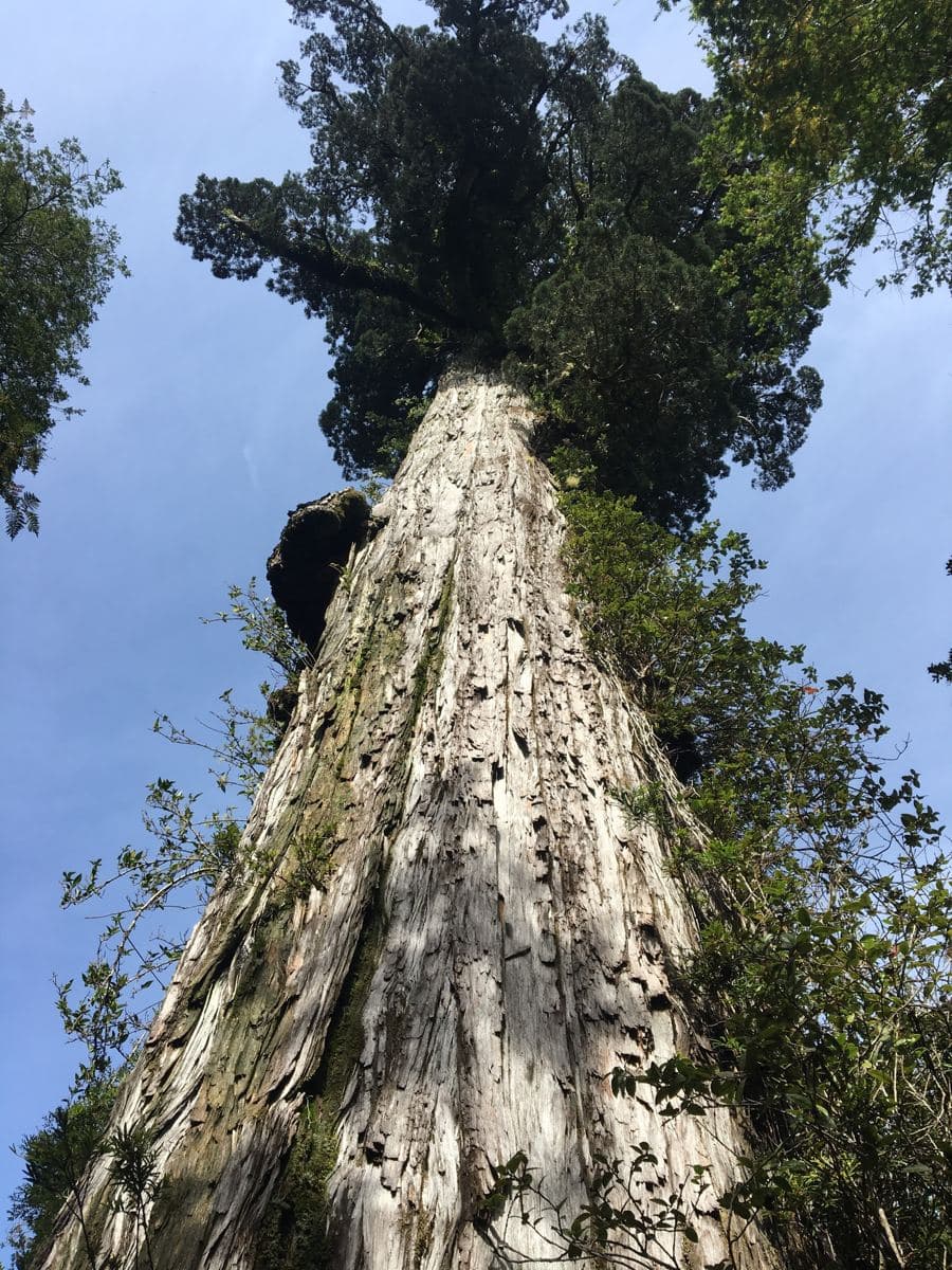 Alerce (Fitzroya cupressoides)