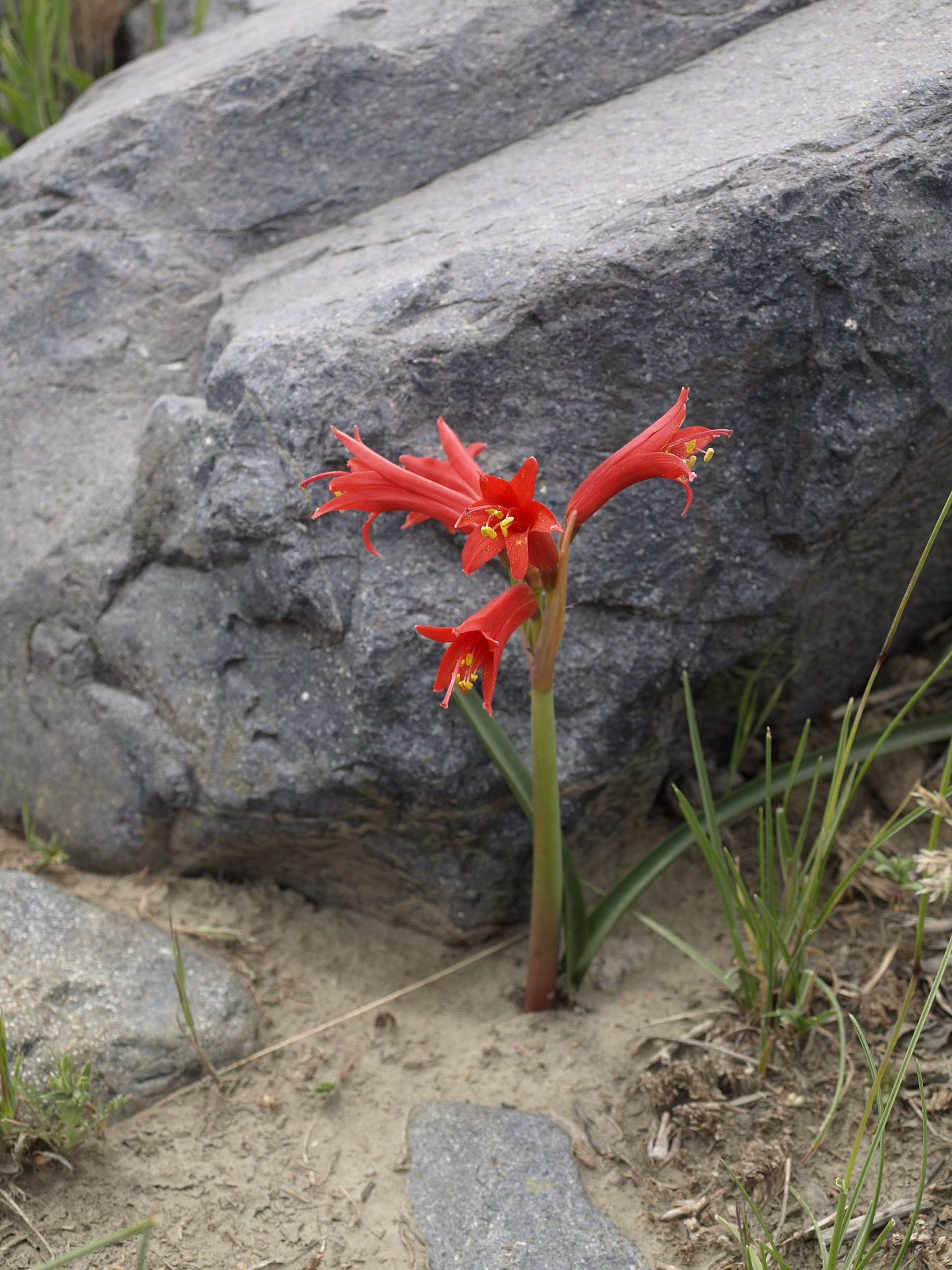 Añañuca (Rhodophiala spp.)