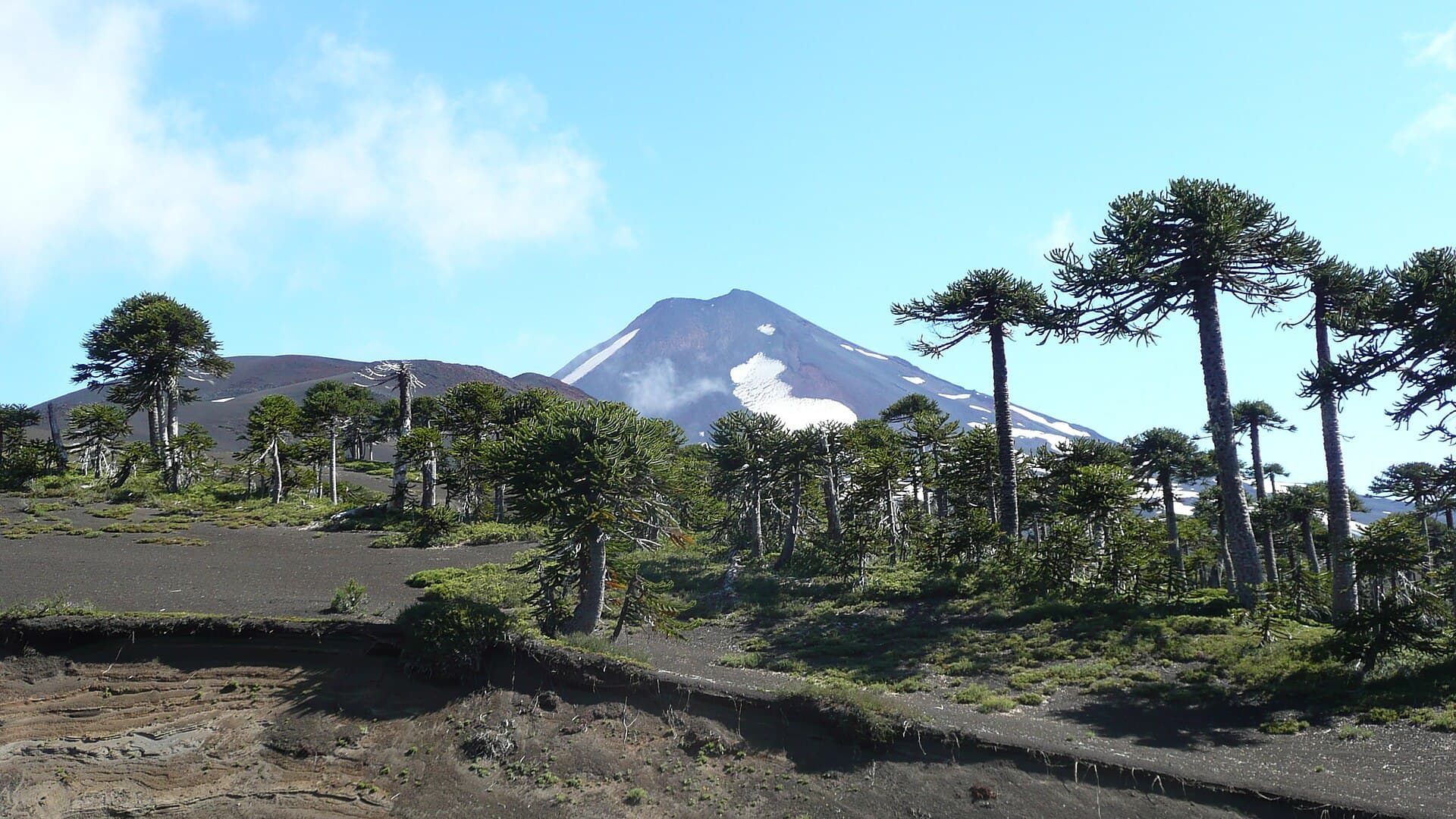 Araucarias frente al volcán Llaima, Parque Nacional Conguillío