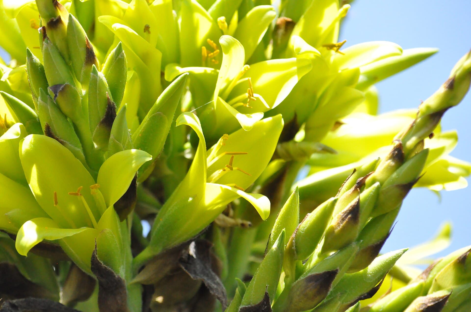 Chagual (Puya chilensis)