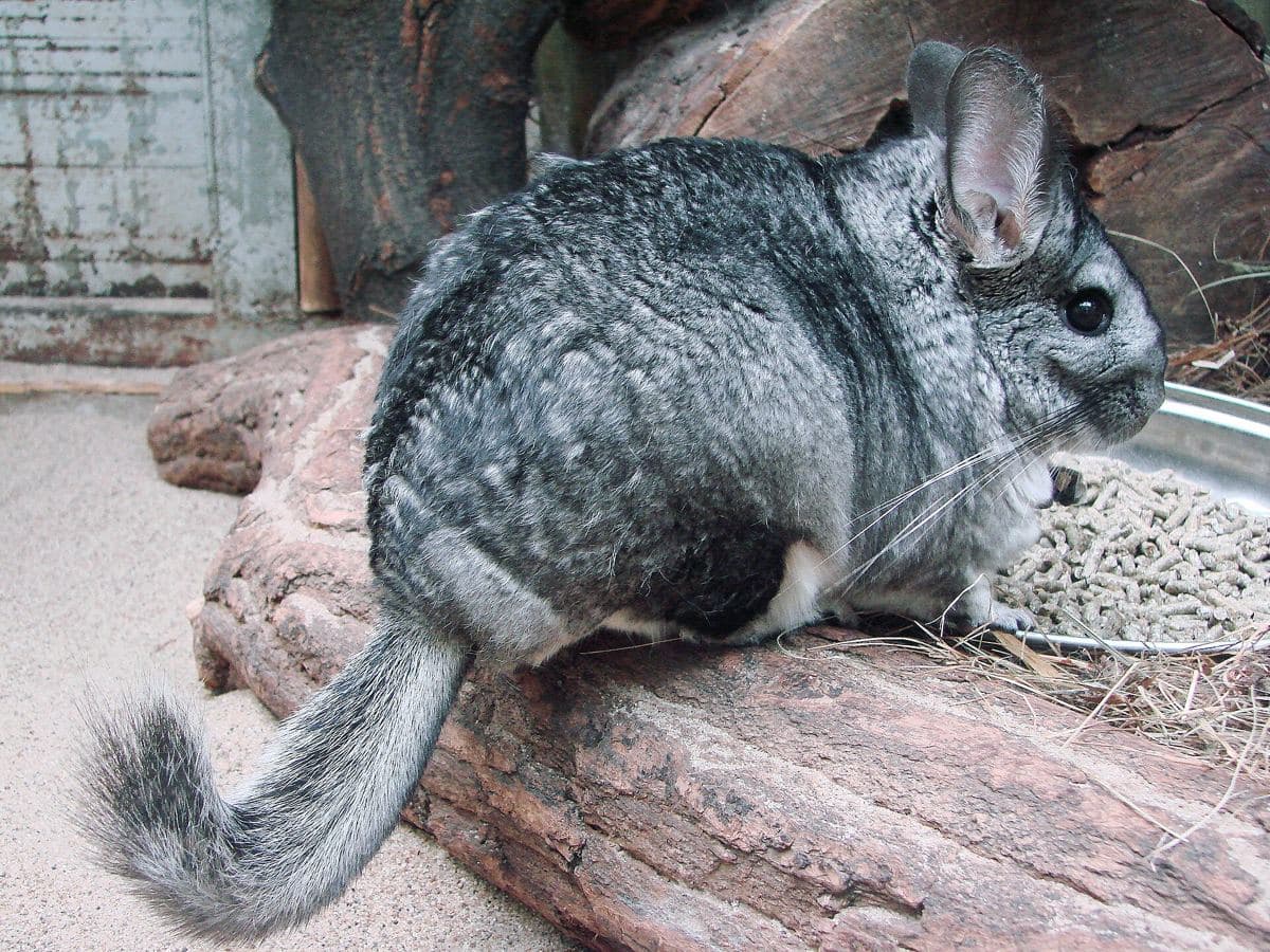 Chinchilla costina (Chinchilla lanigera)