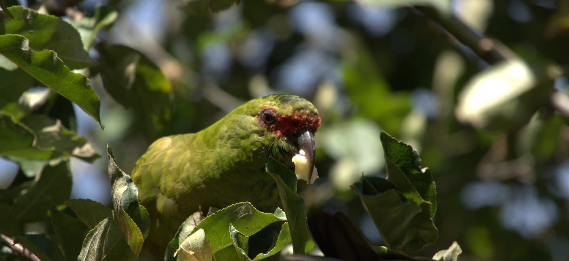 Choroy (Enicognathus leptorhynchus)