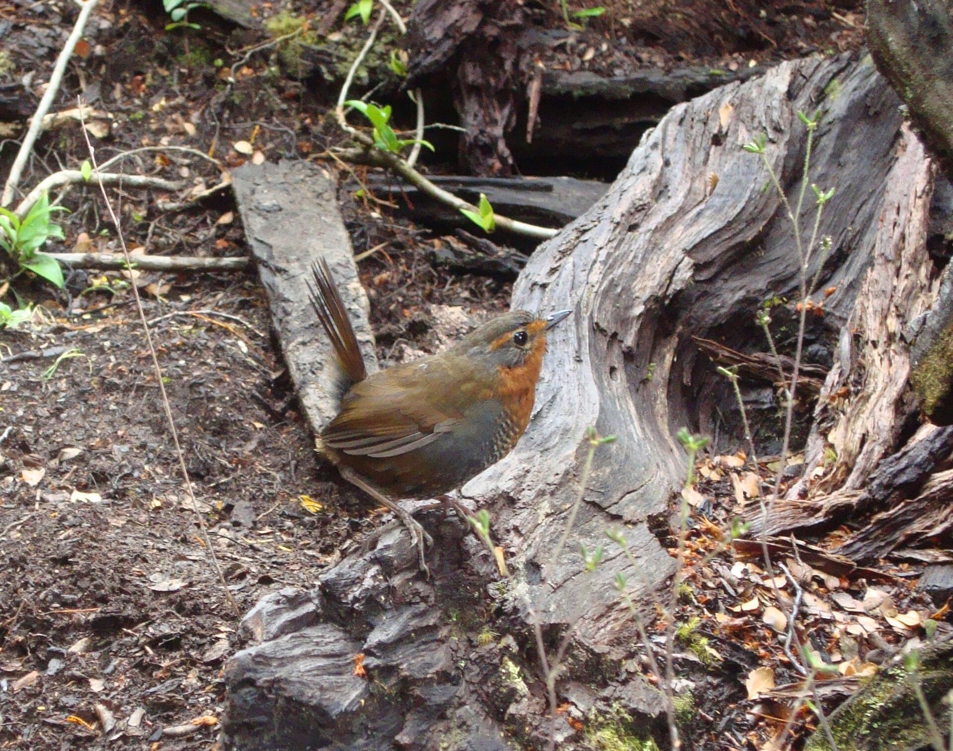Chucao (Scelorchilus rubecula)