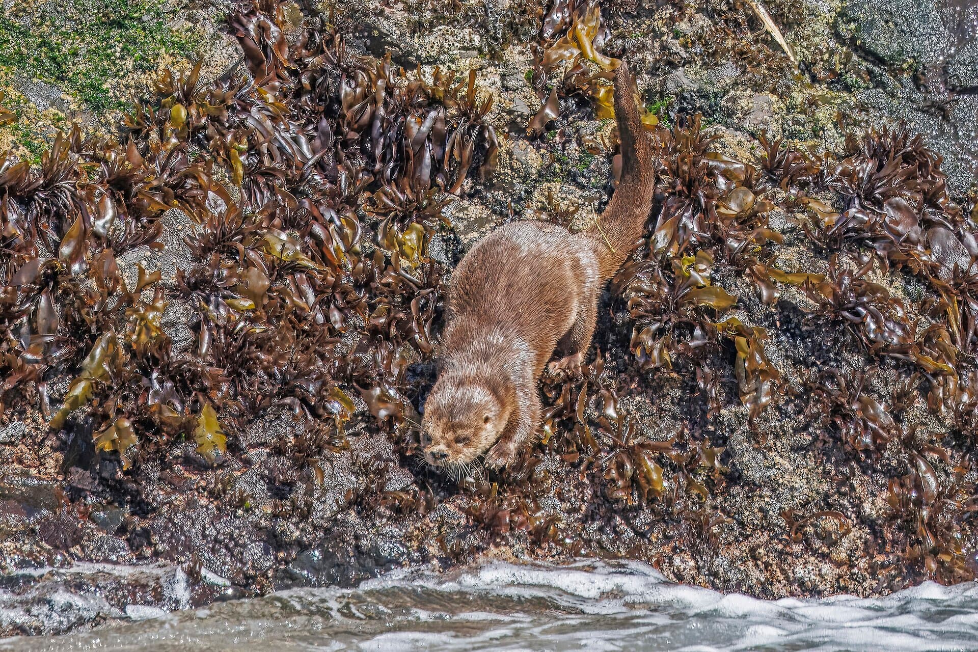 Chungungo (Lontra felina)