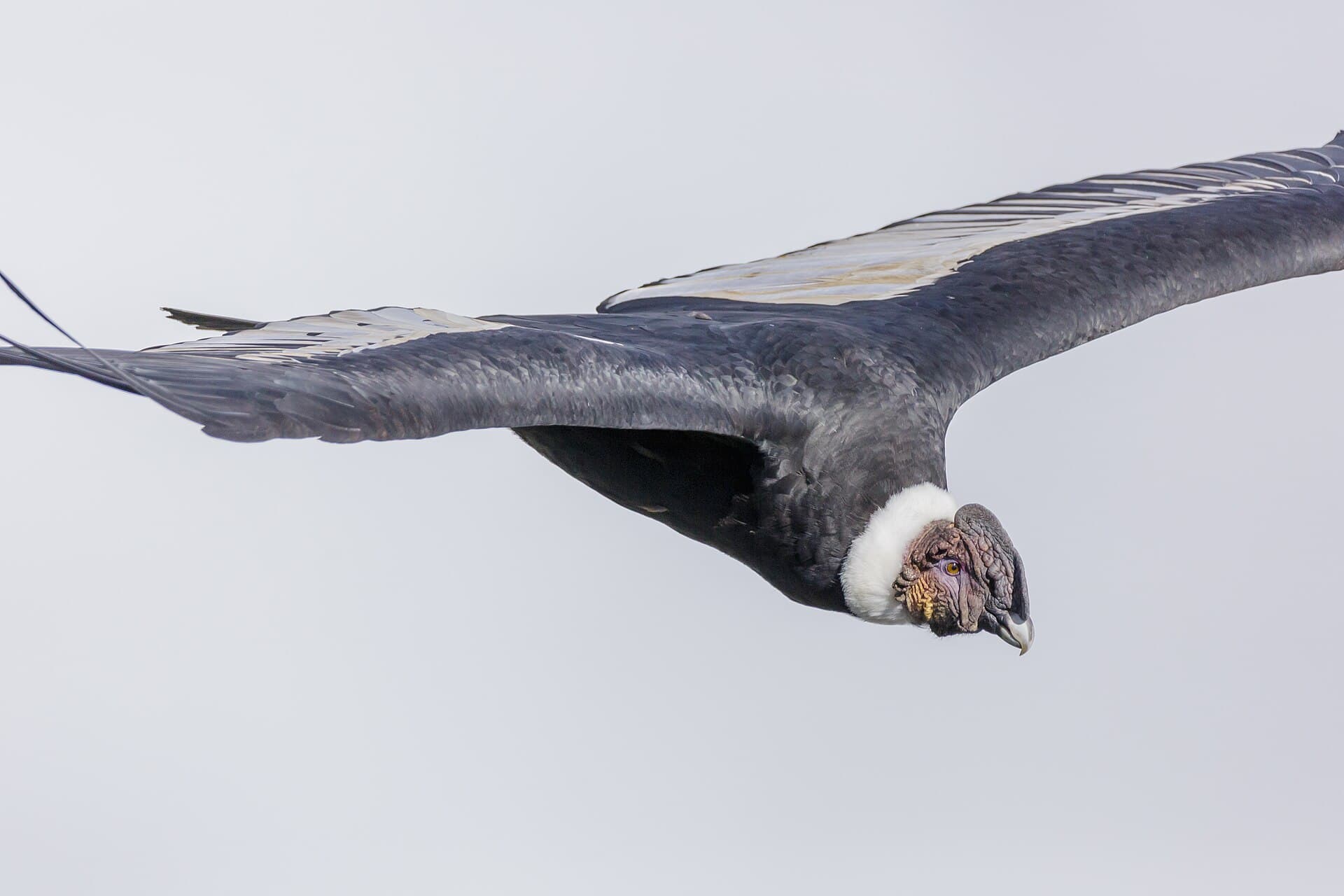 Cóndor andino (Vultur gryphus)