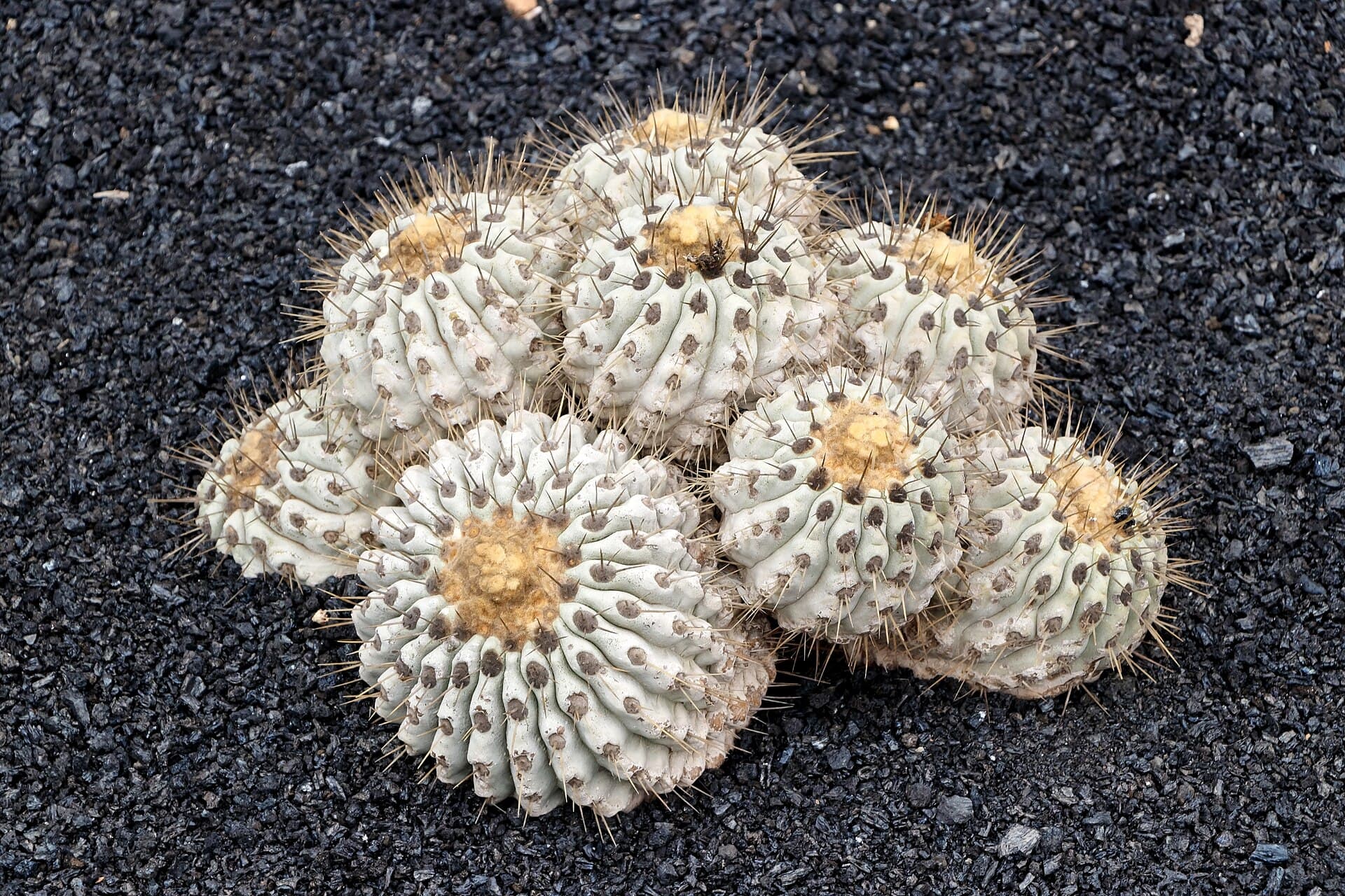 Copiapoa (Copiapoa cinerea)