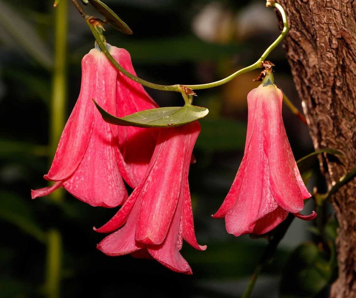 Copihue (Lapageria rosea)