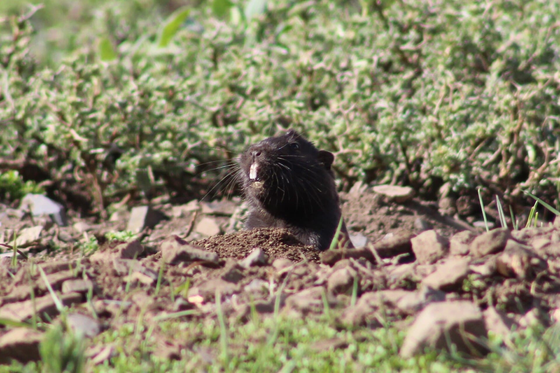 Cururo (Spalacopus cyanus)
