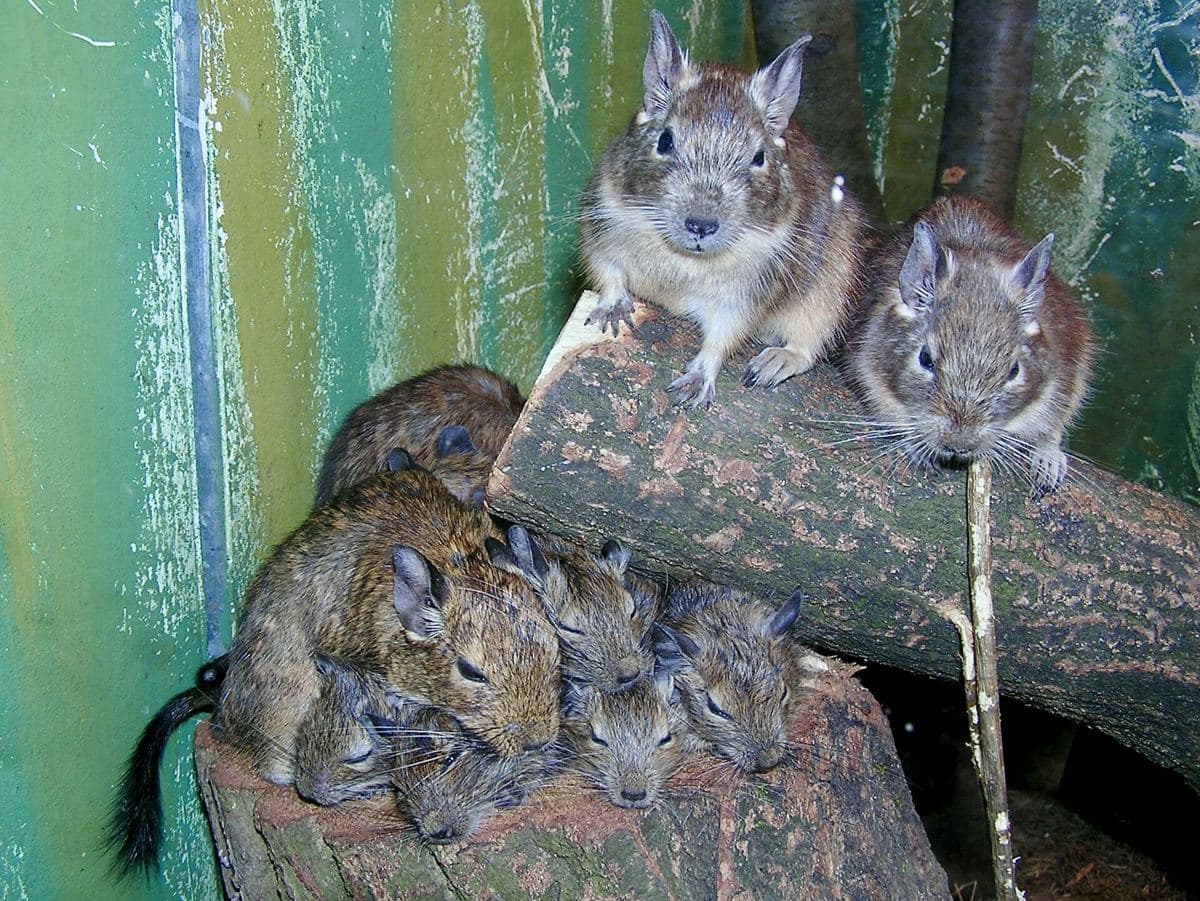 Degú (Octodon degus)