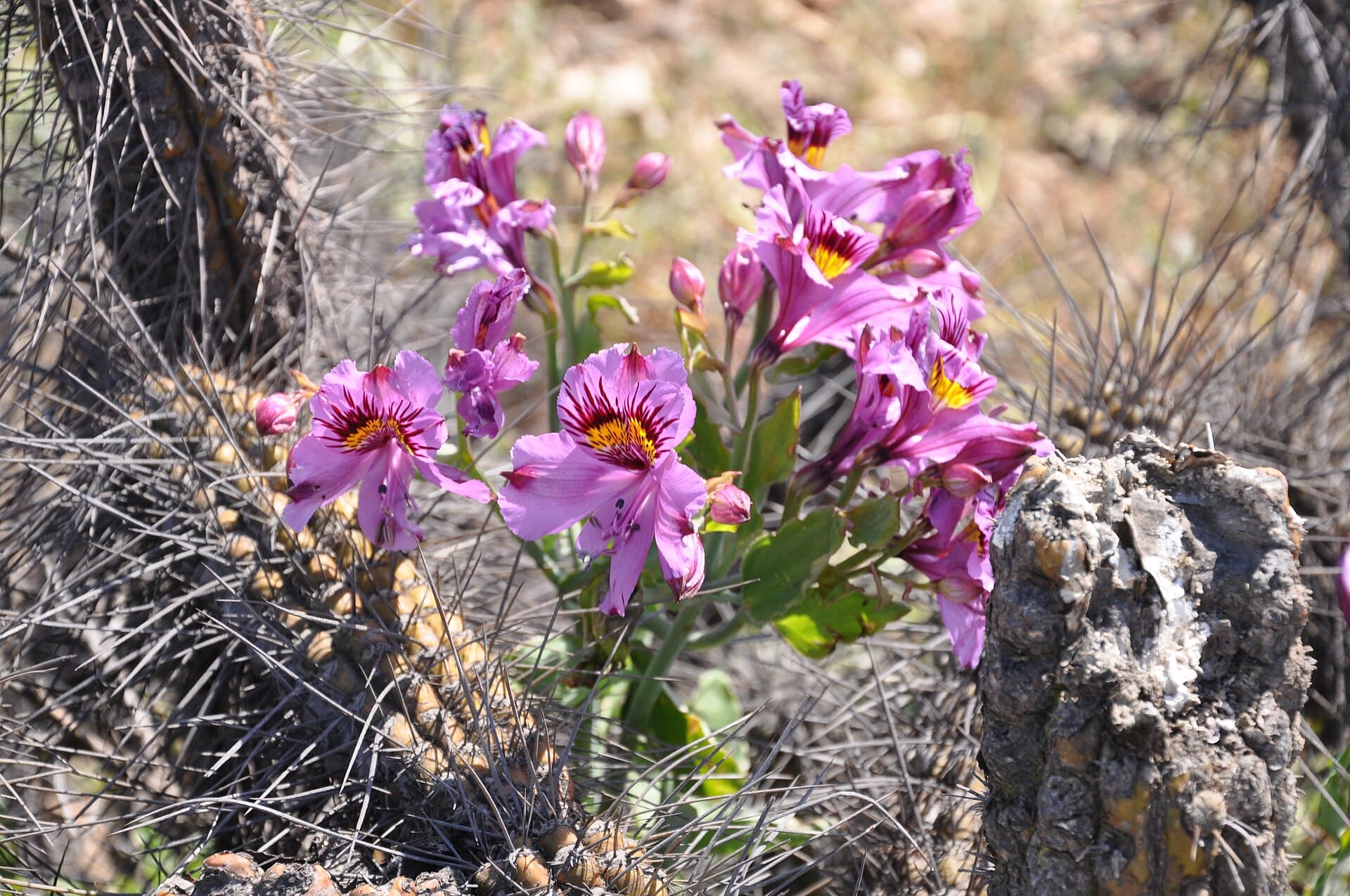 Desierto florido, Región de Atacama