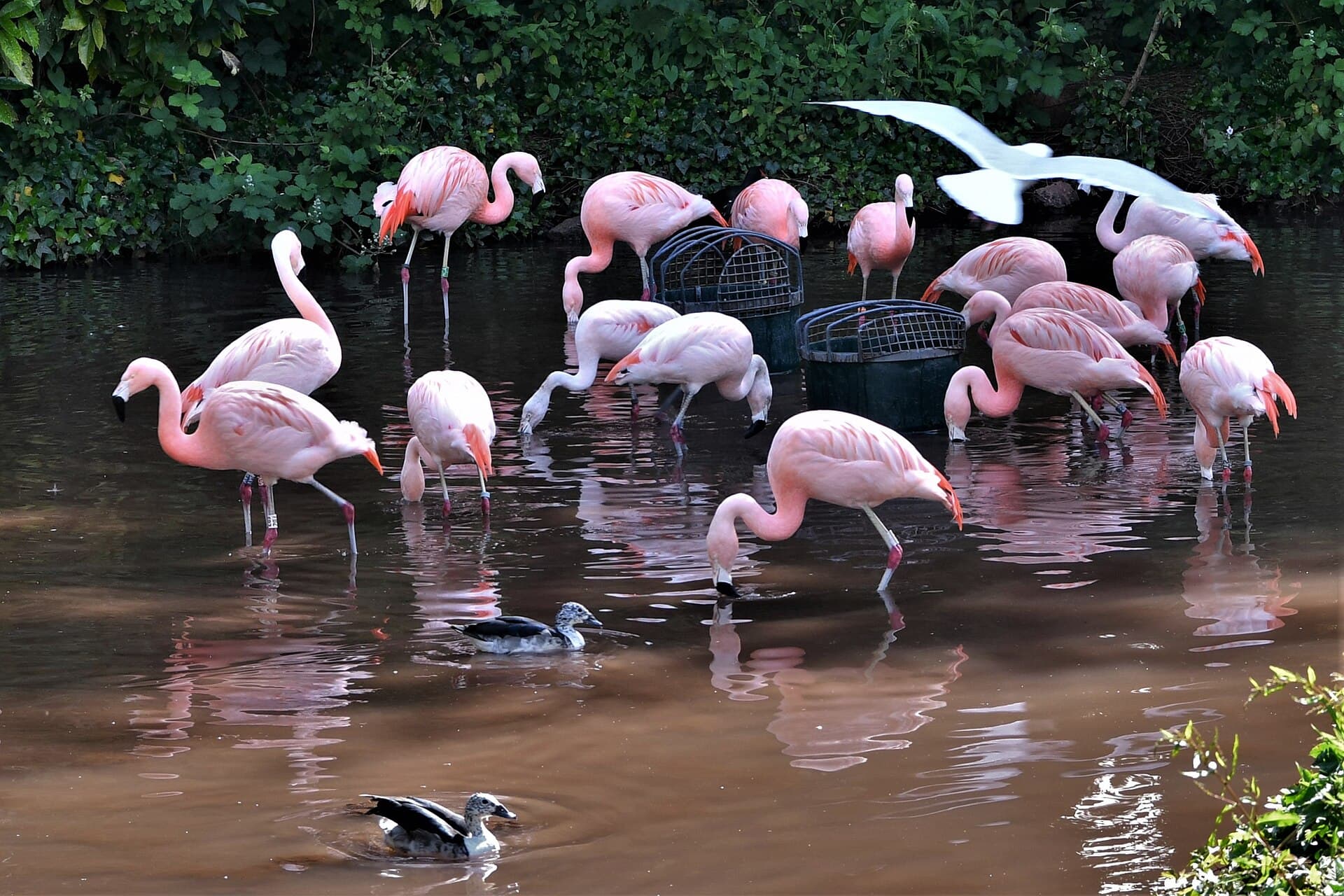 Flamenco chileno (Phoenicopterus chilensis)