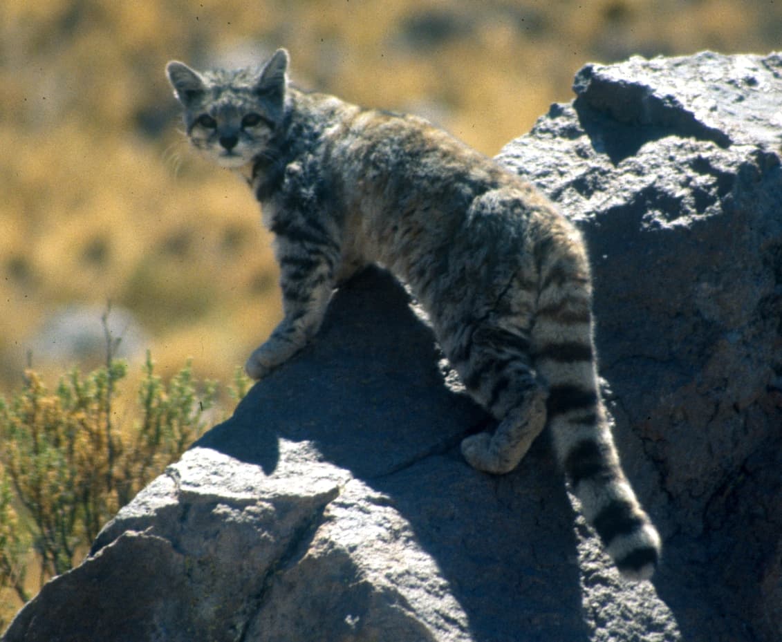 Gato andino (Leopardus jacobita)