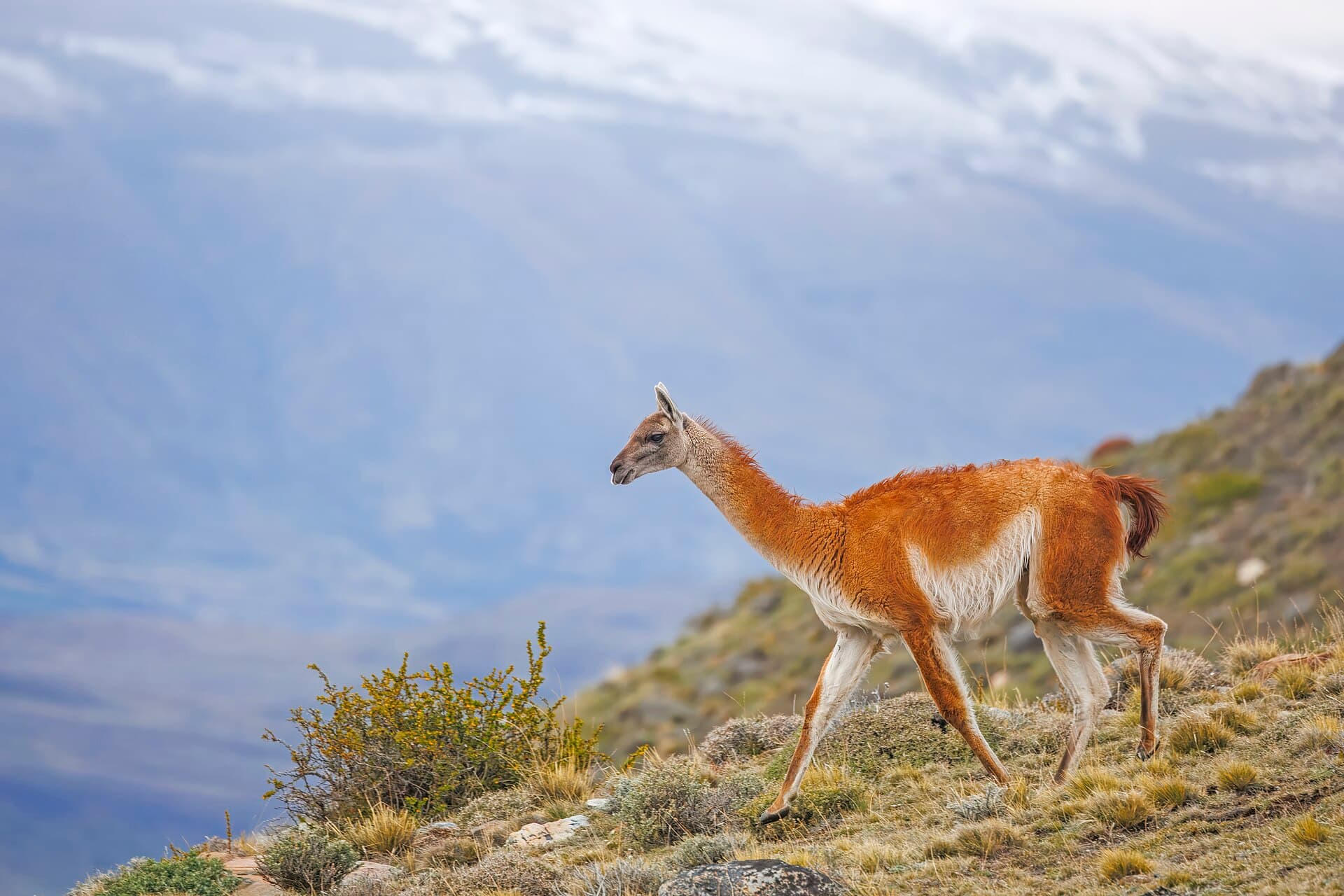 Guanaco (Lama guanicoe)