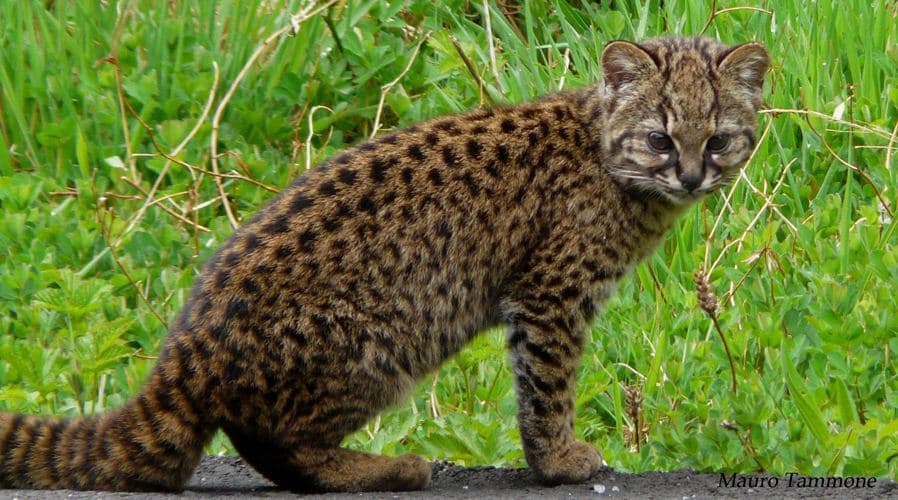 Güiña (Leopardus guigna)