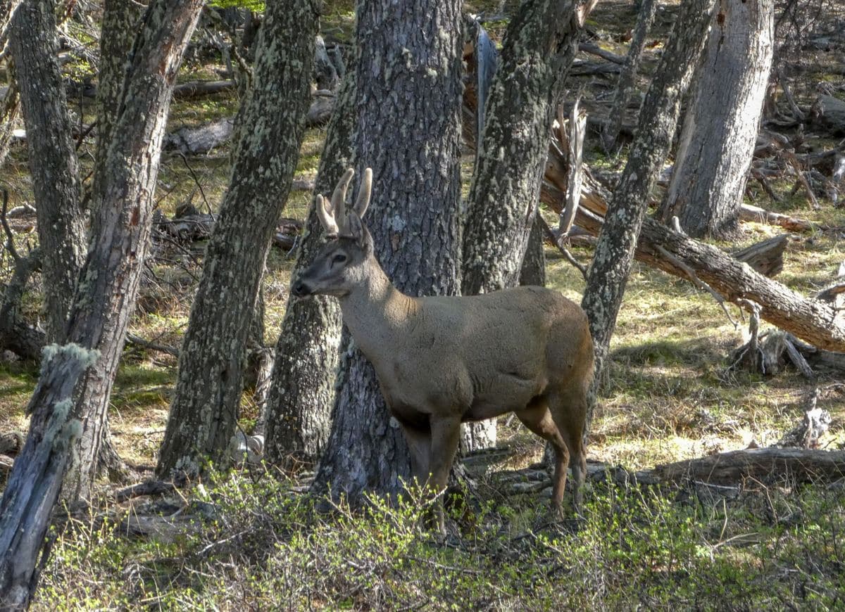 Huemul (Hippocamelus bisulcus)