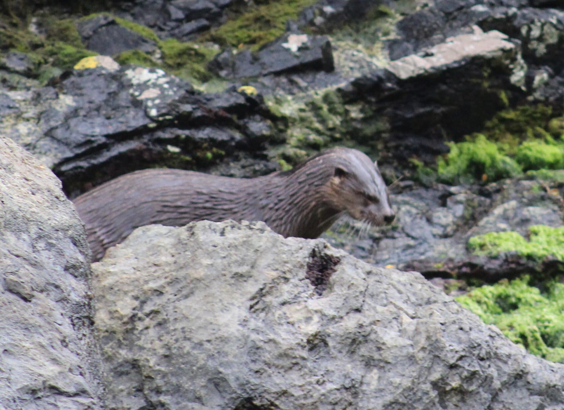 Huillín (Lontra provocax)