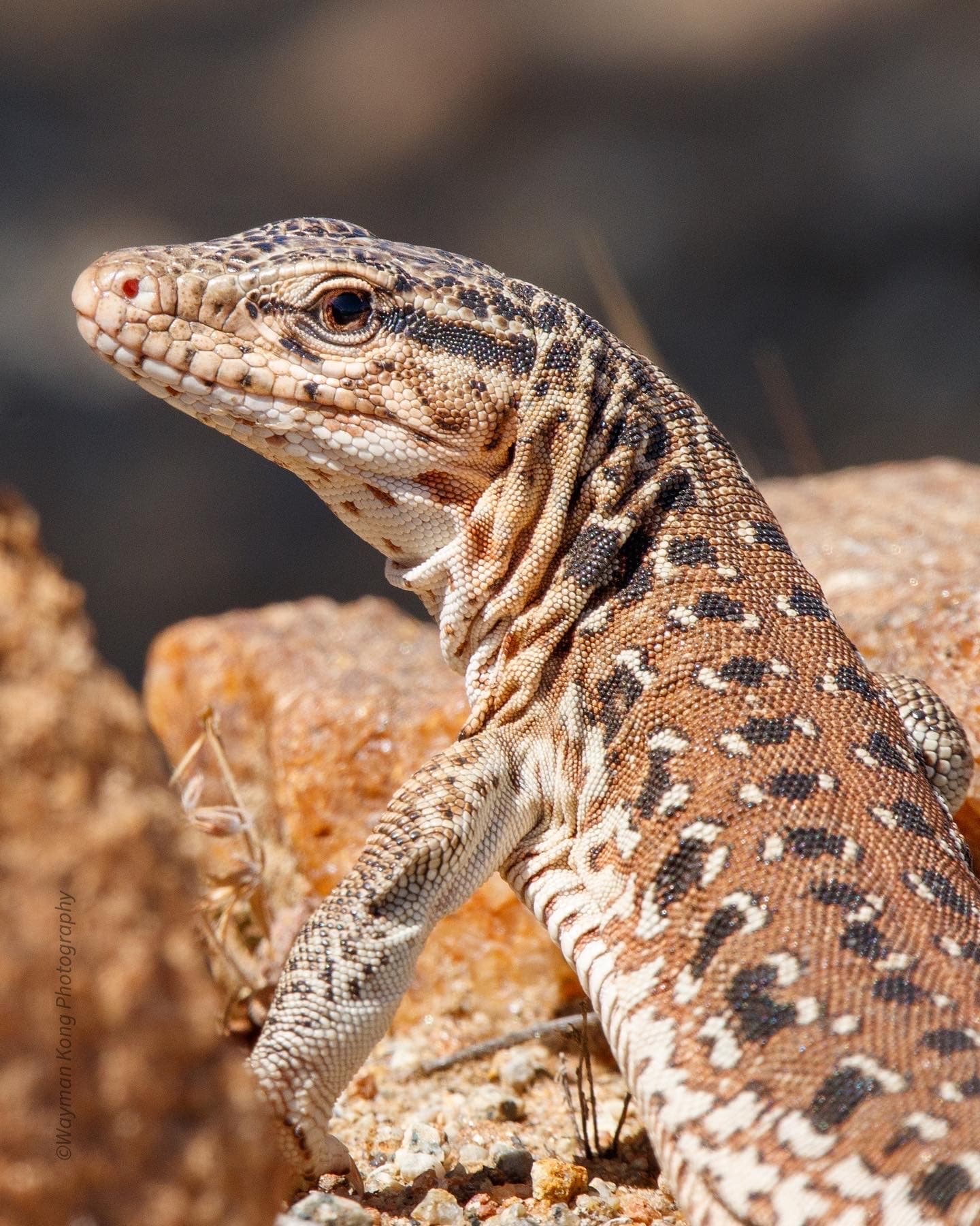 Iguana chilena (Callopistes maculatus)