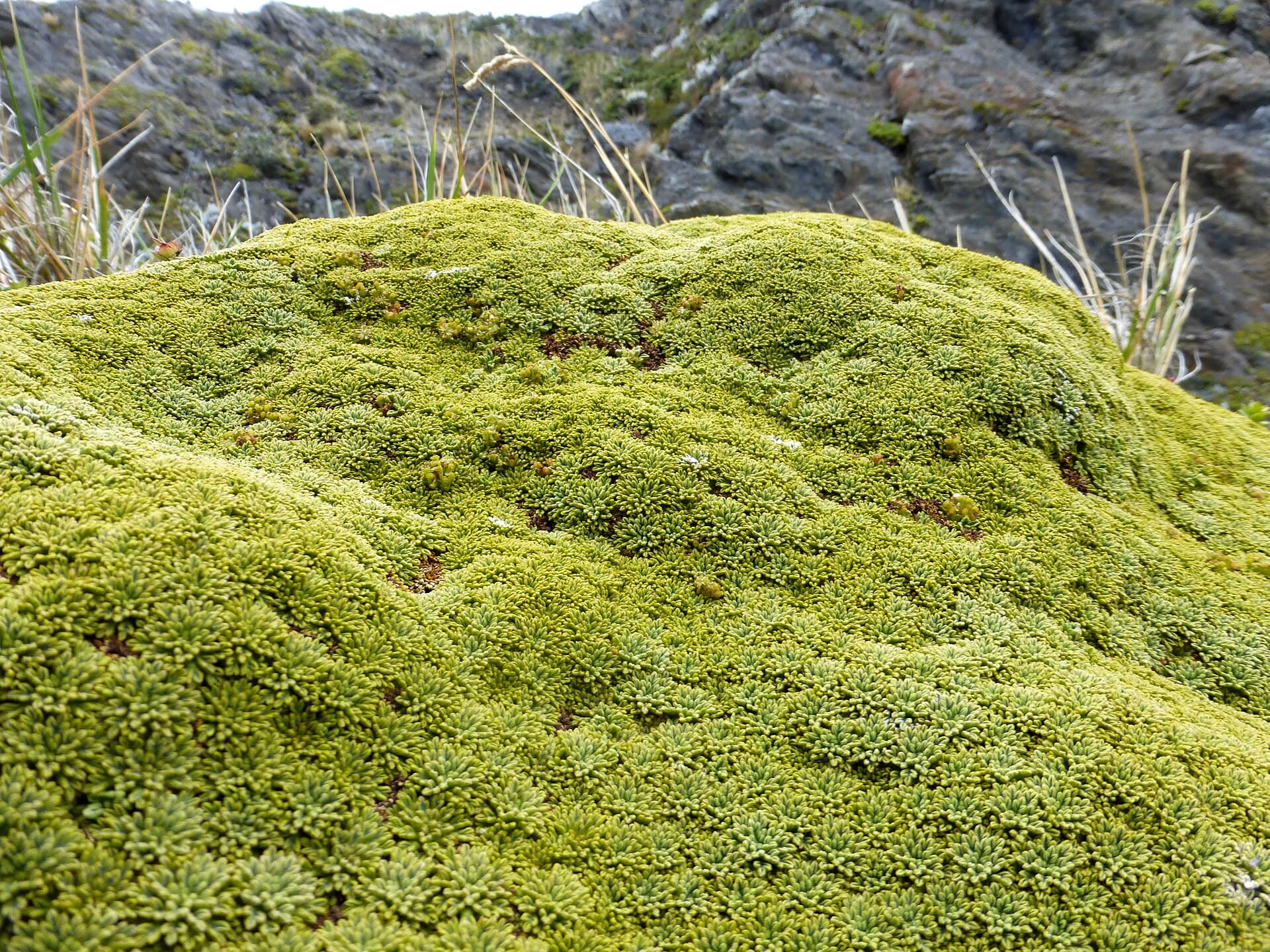 Llareta (Azorella compacta)