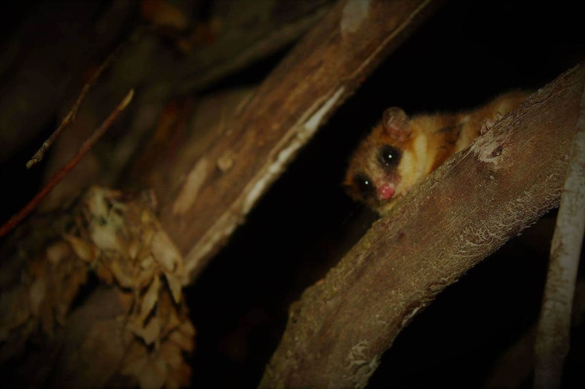 Monito del monte (Dromiciops gliroides)