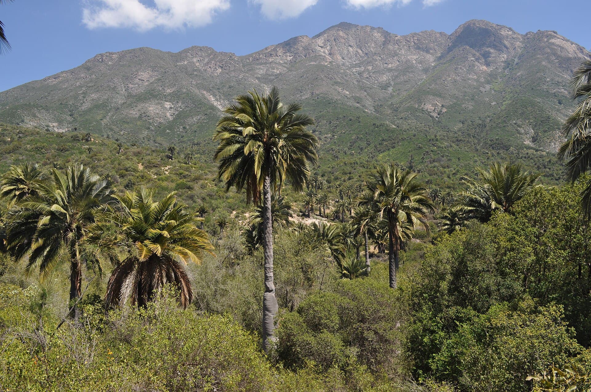 Palma chilena