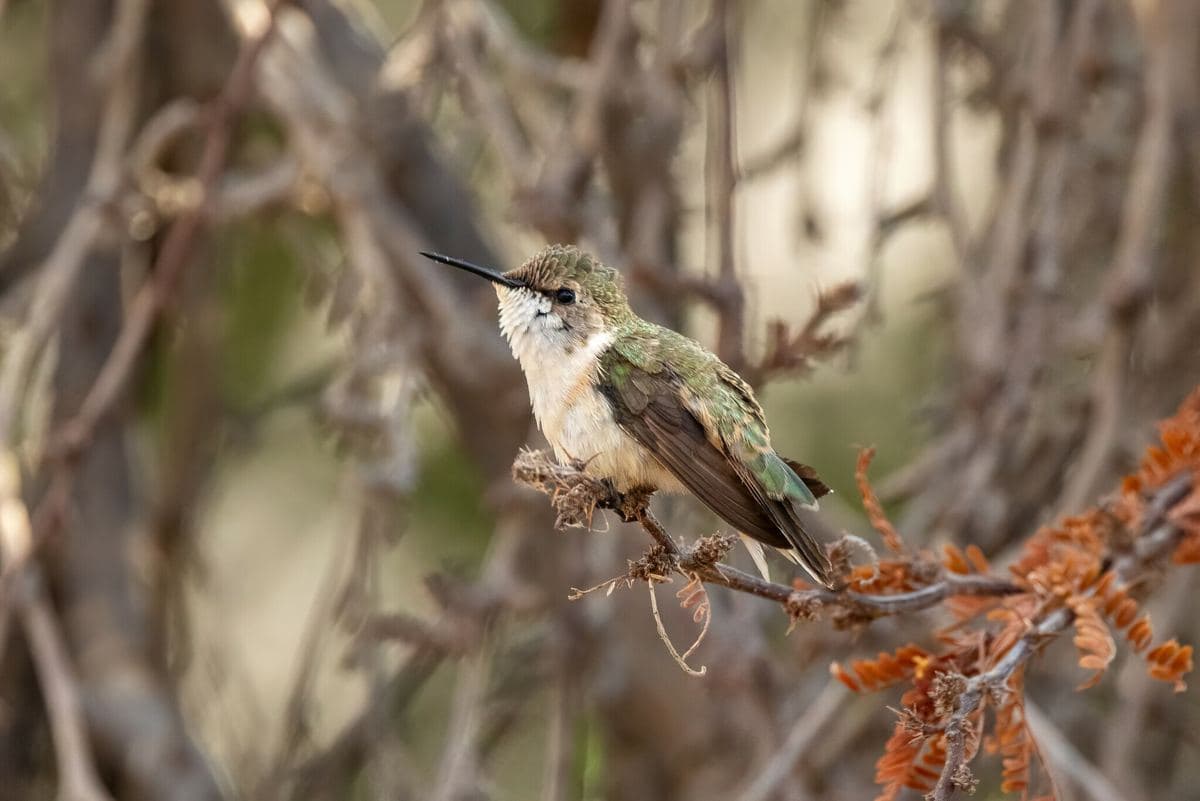 Picaflor de Arica (Eulidia yarrellii)