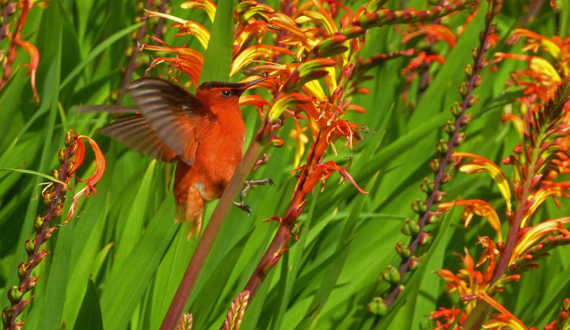 Picaflor de Juan Fernández (Sephanoides fernandensis)