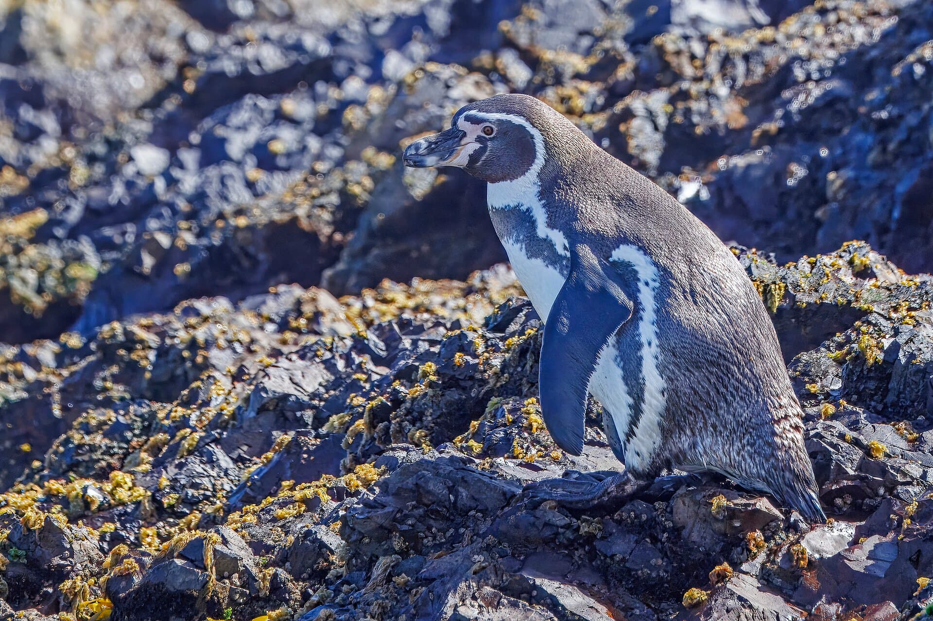 Pingüino de Humboldt (Spheniscus humboldti)