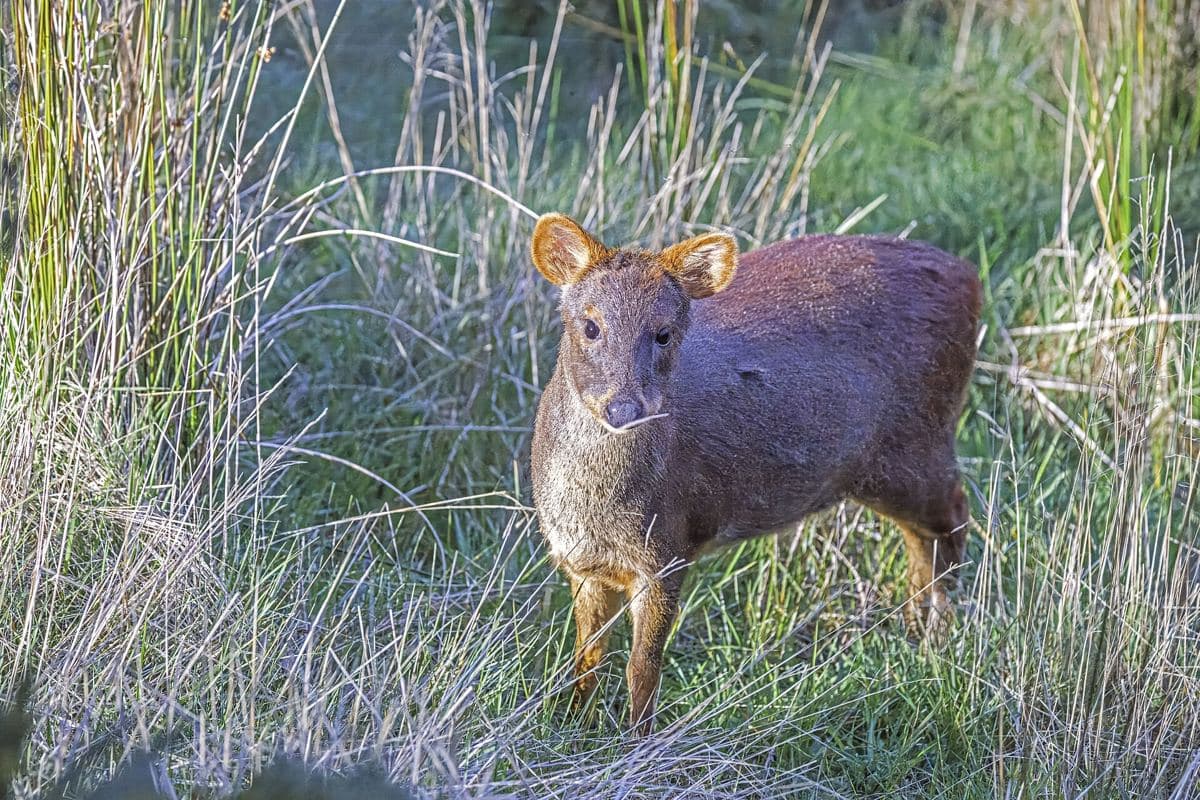 Pudú (Pudu puda)
