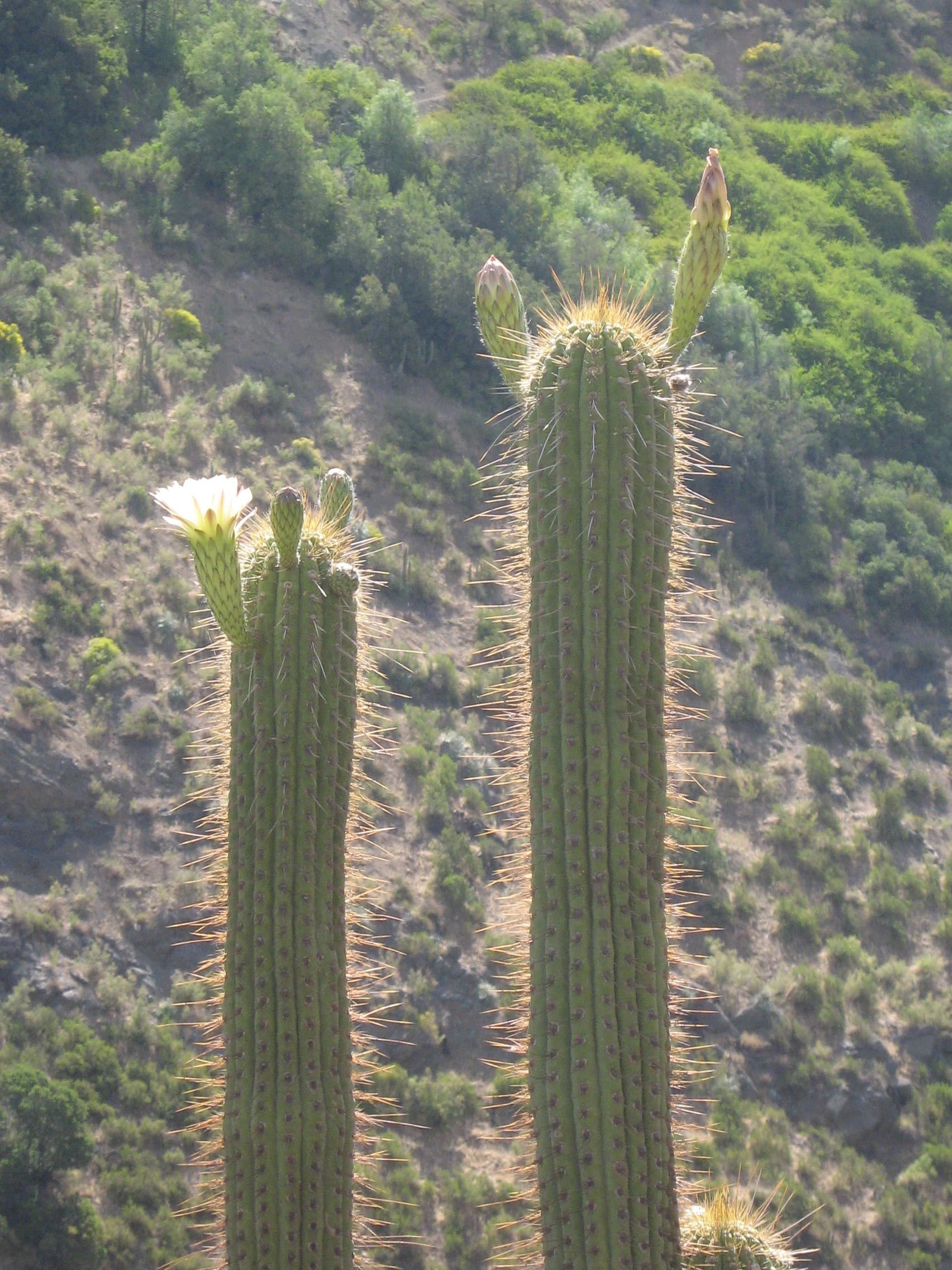 Quisco (Echinopsis chiloensis)