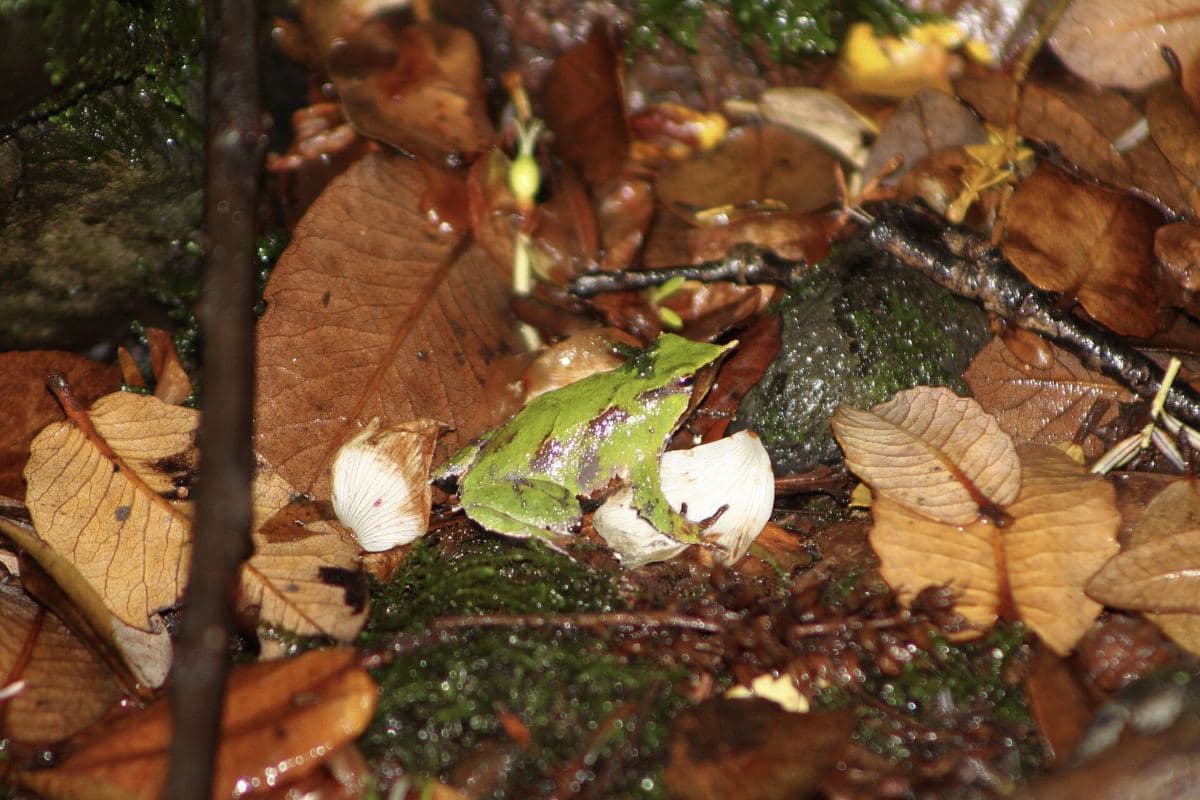 Ranita de Darwin (Rhinoderma darwinii)