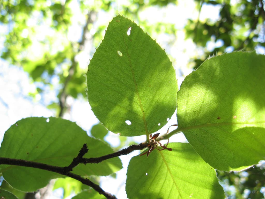 Ruil (Nothofagus alessandrii)