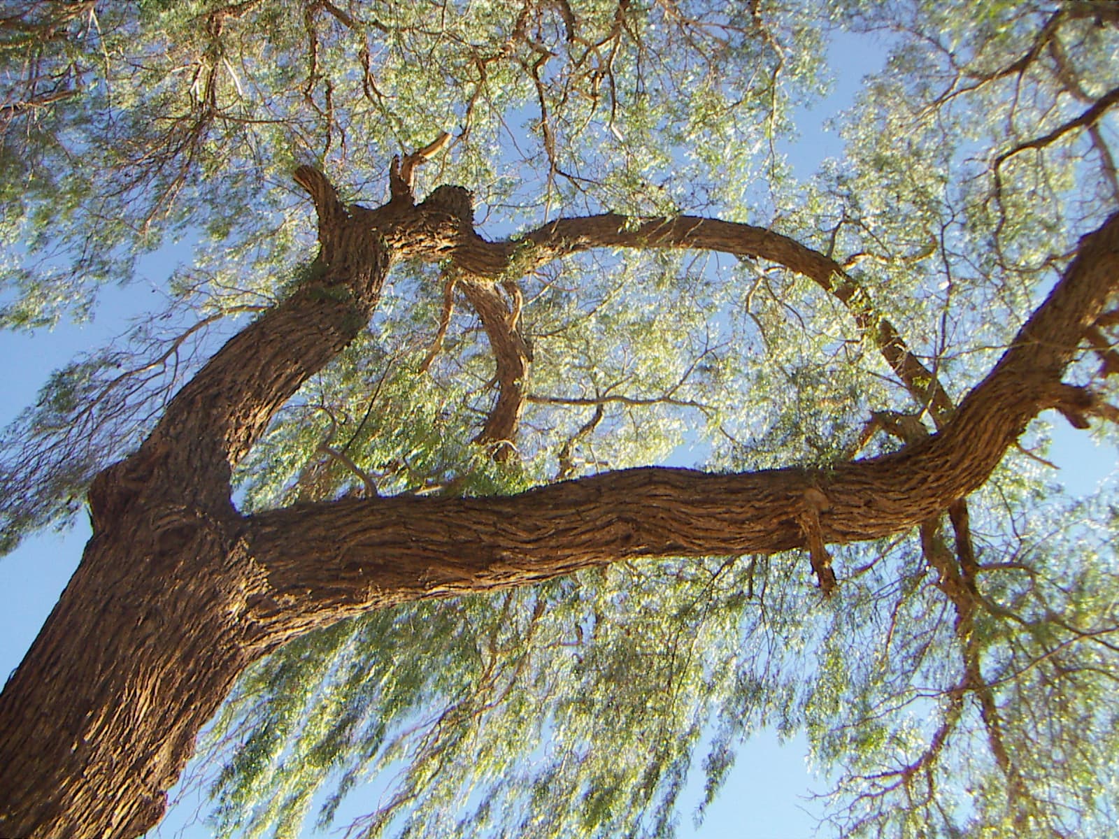 Tamarugo (Prosopis tamarugo)