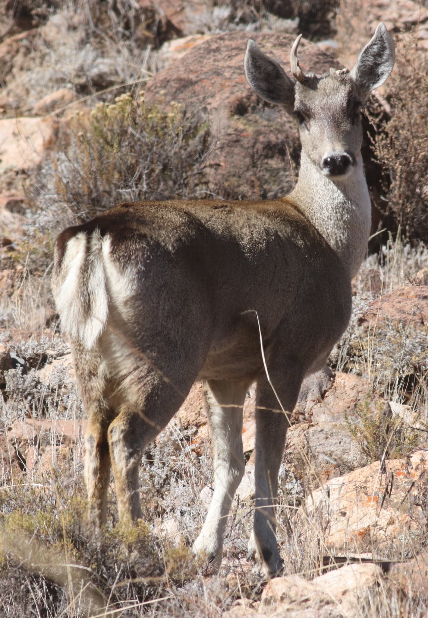 Taruca (Hippocamelus antisensis)
