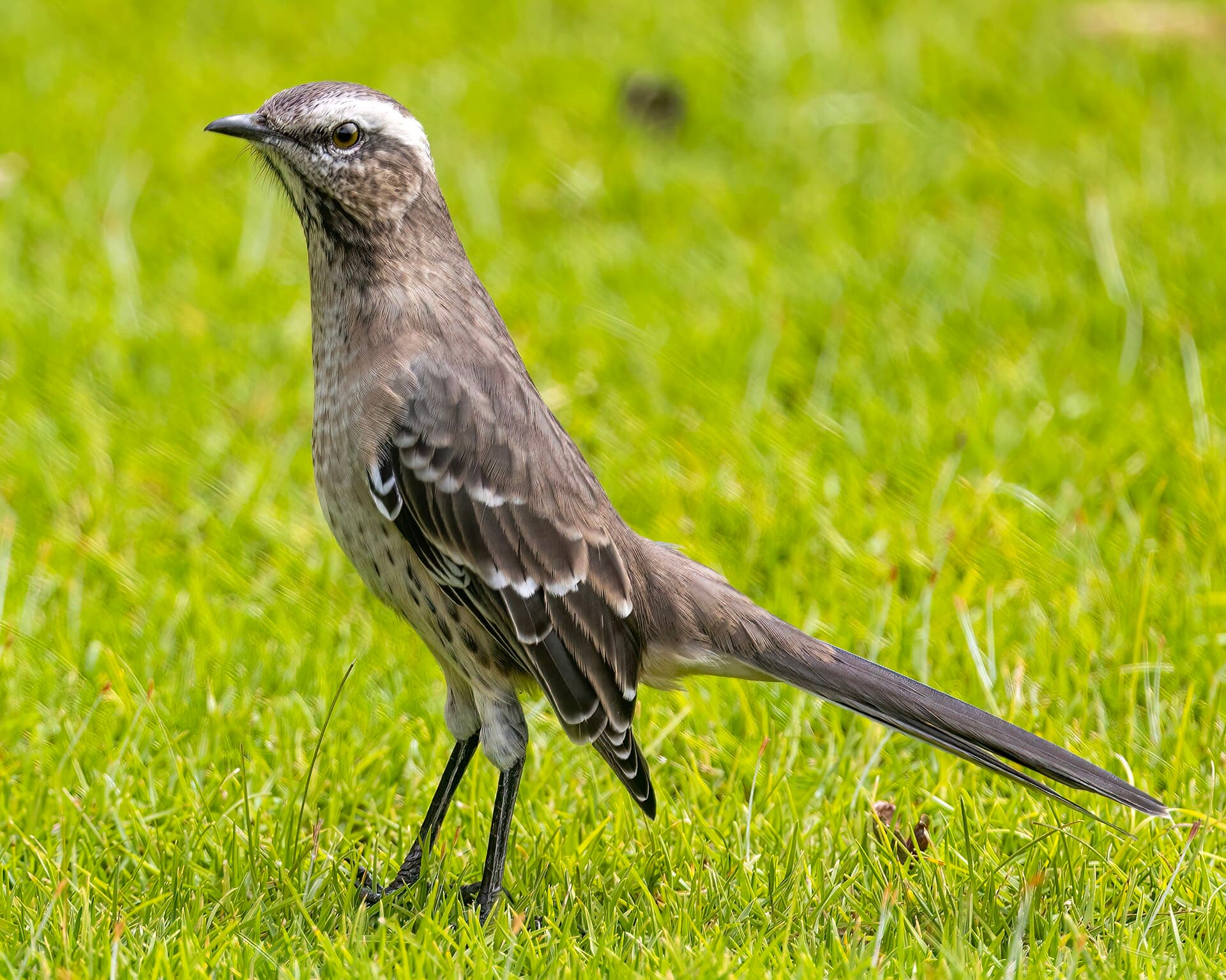 Tenca (Mimus thenca)