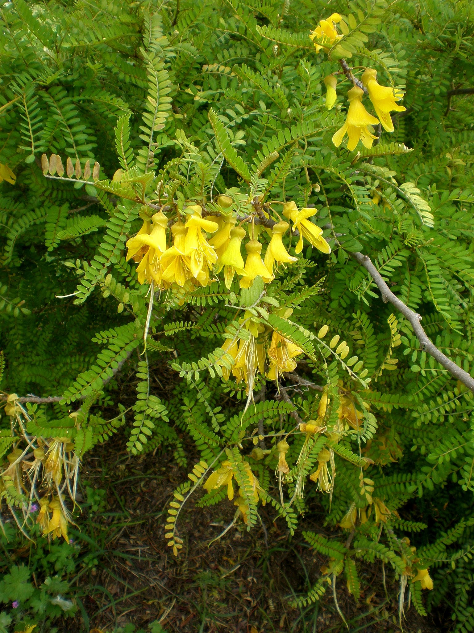 Toromiro (Sophora toromiro)