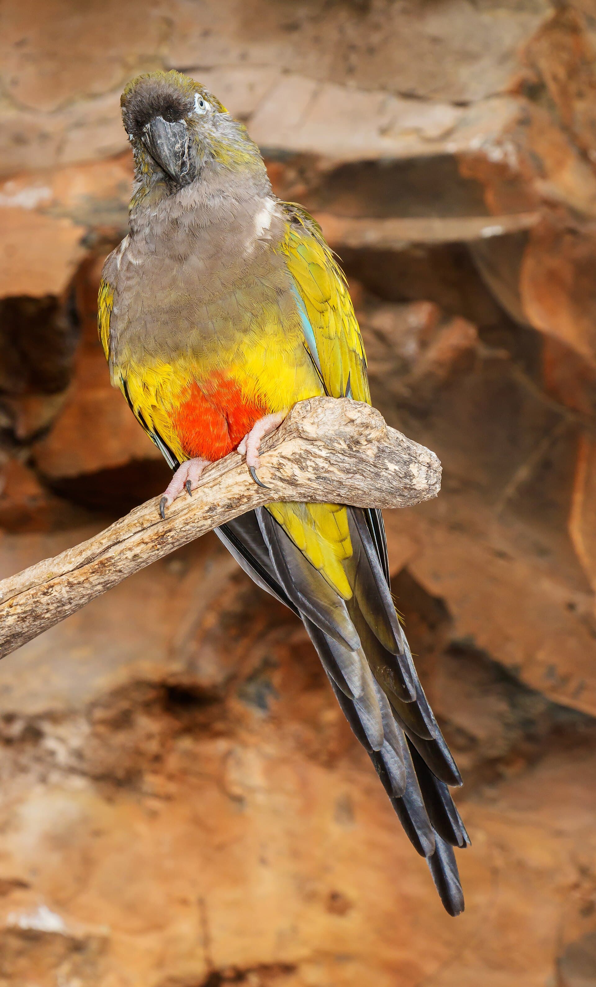 Loro tricahue (Cyanoliseus patagonus)