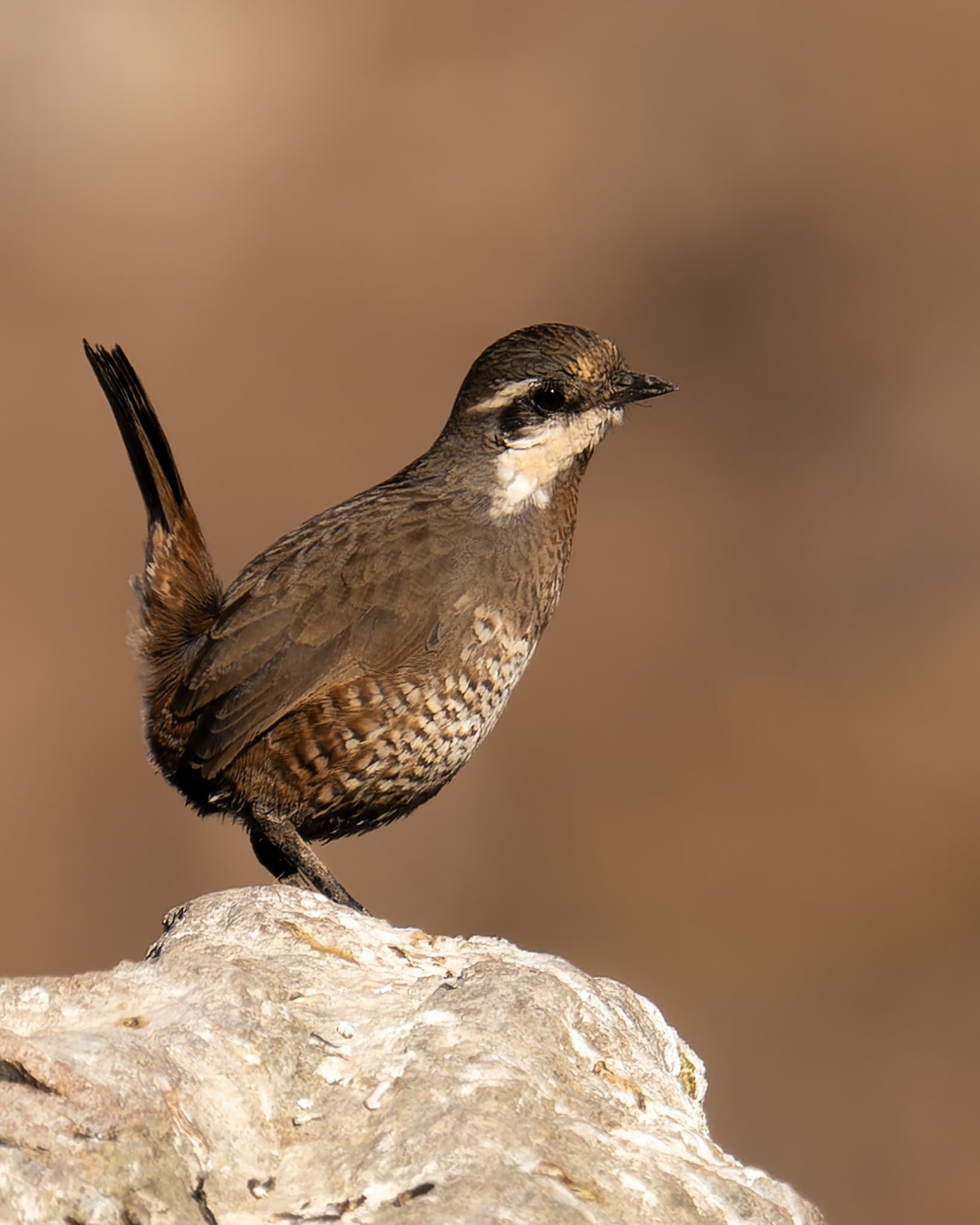 Turca (Pteroptochos megapodius)