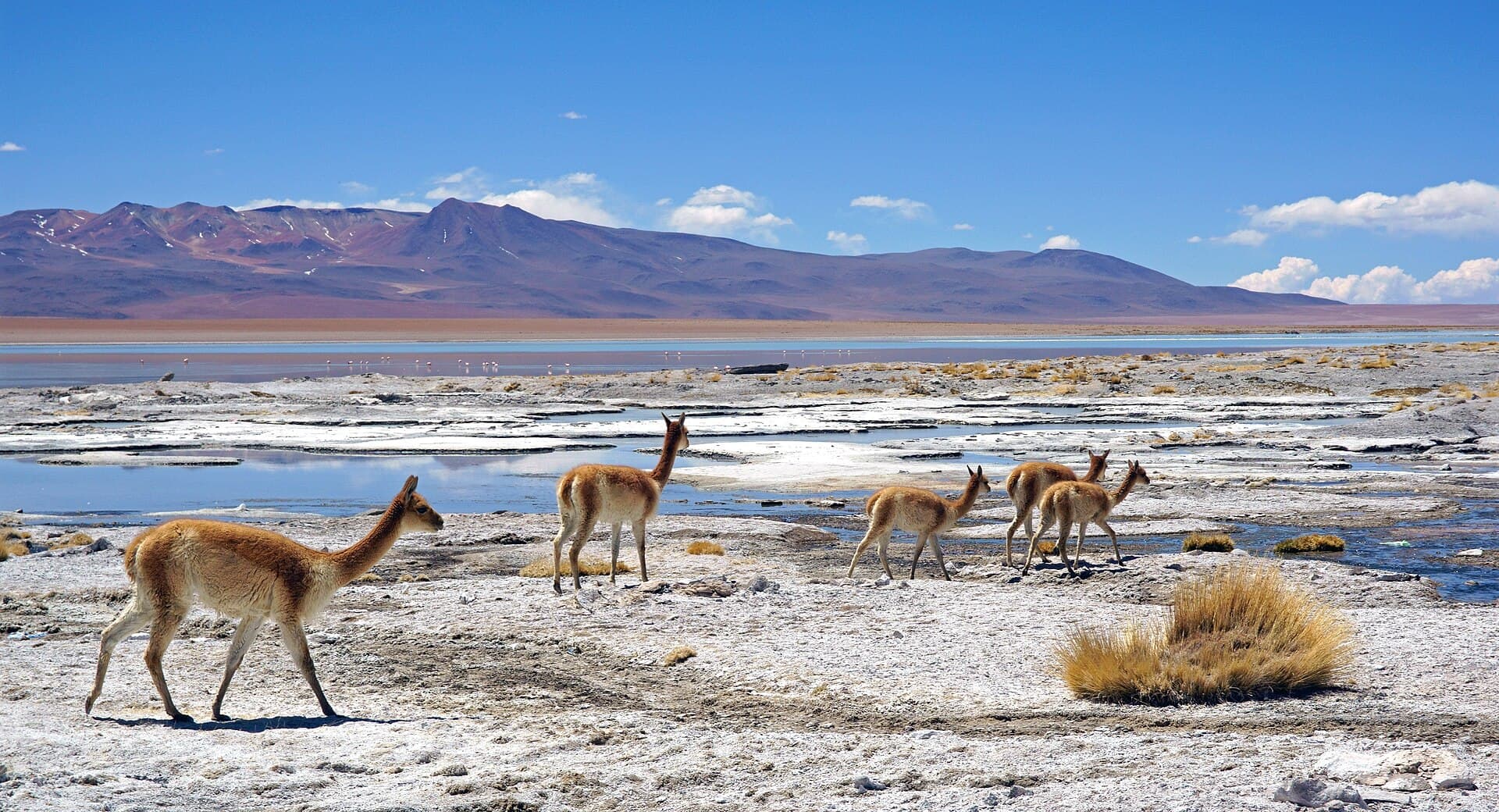 Vicuña (Vicugna vicugna)