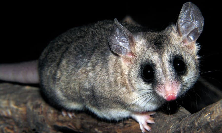 Yaca (Thylamys elegans)