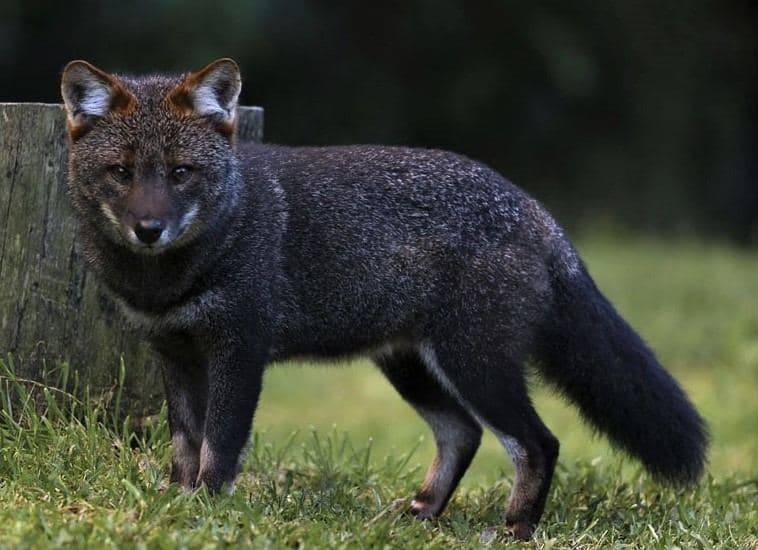 Zorro de Darwin (Lycalopex fulvipes)
